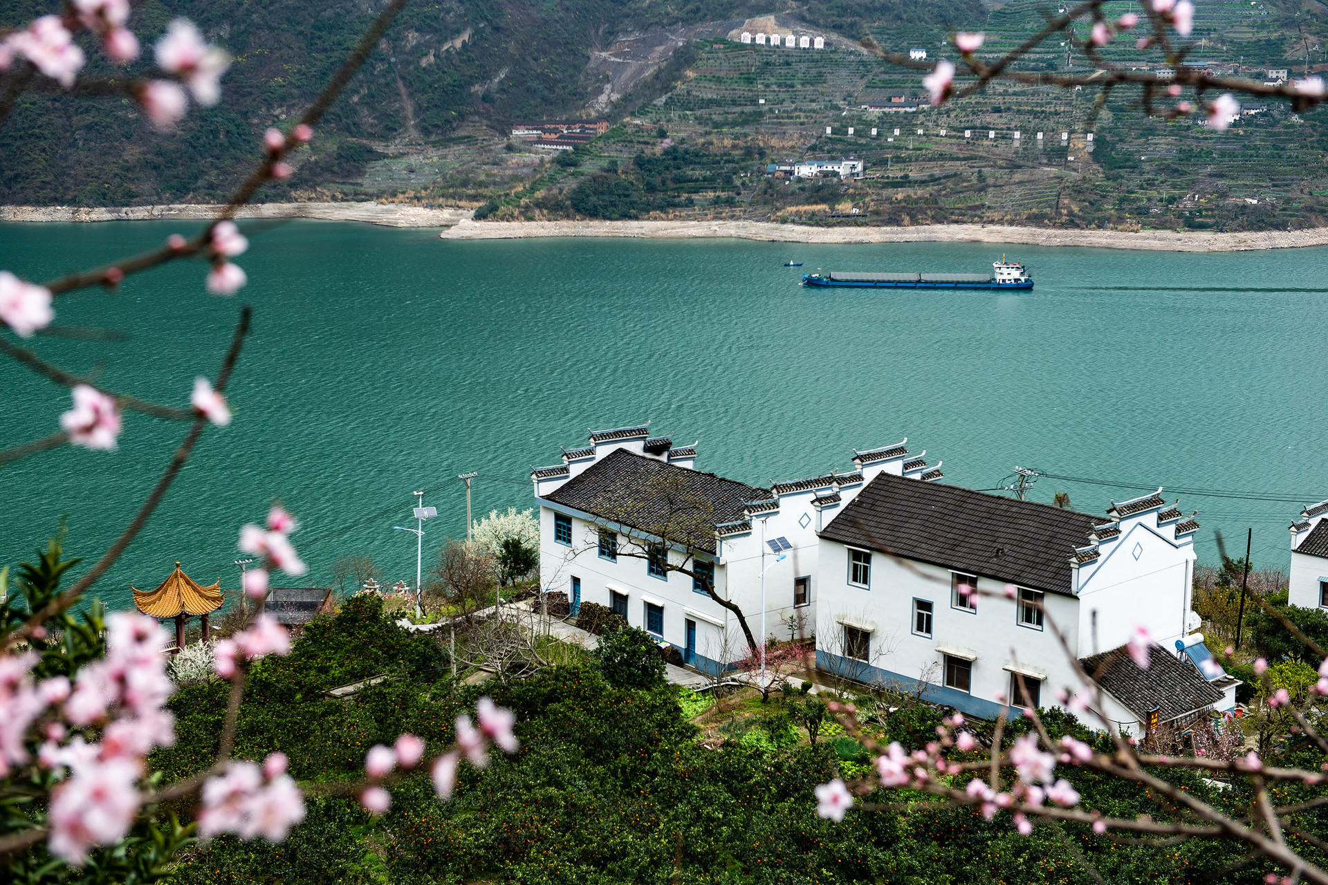 鮮花盛開的湖北省宜昌市秭歸縣屈原鎮(zhèn)西陵峽村臍橙園。 新華社發(fā).JPG